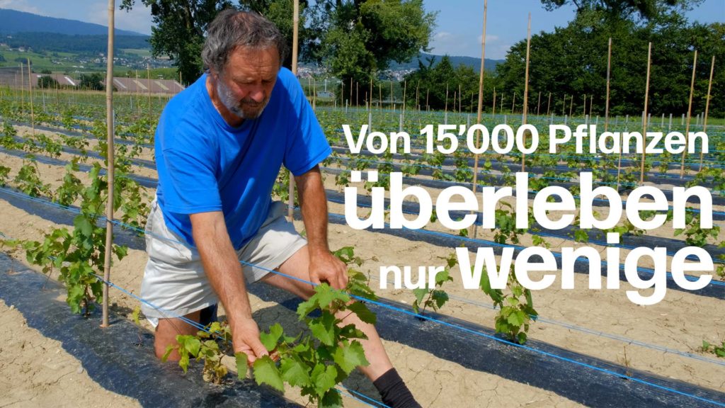 Züchtung einer neuen Rebsorte: 15&#039;000 Samen eingepflanzt, um die besten Resistenzgene zu finden