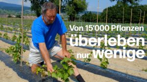 Wie eine neue Rebsorte entsteht: 15'000 Samen gepflanzt
