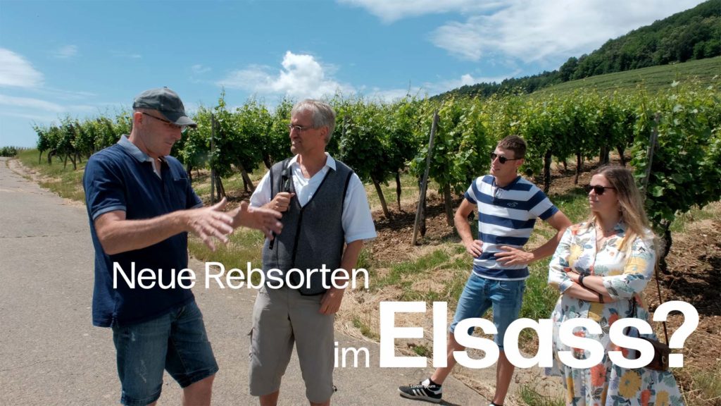 Biowein-Pioniere im Elsass: Die Domaine Eugène Meyer