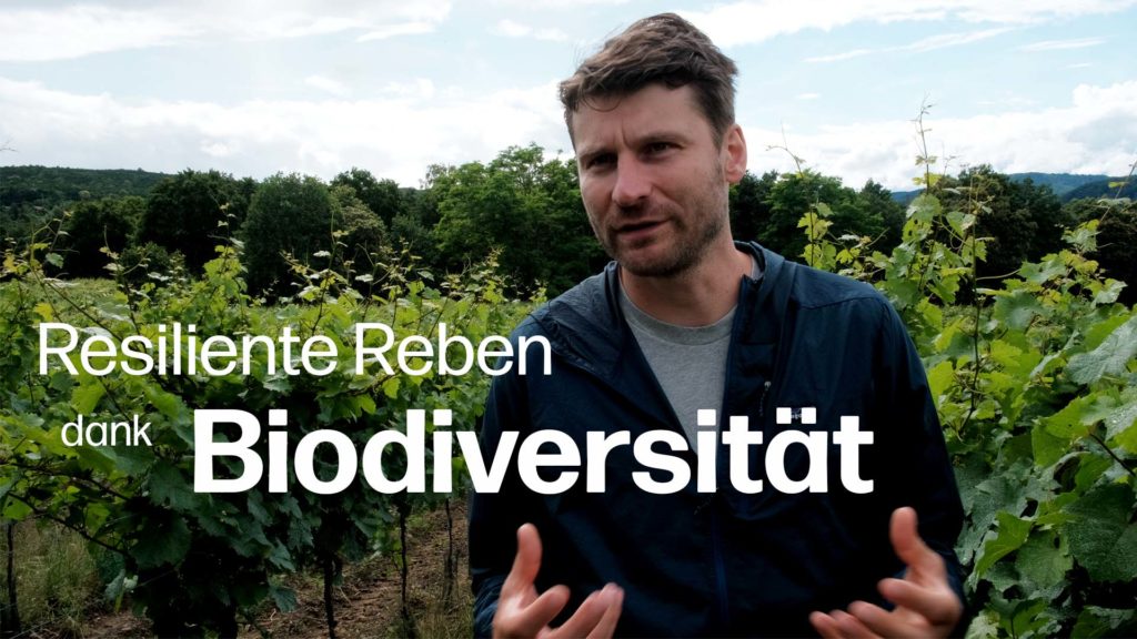 Biodiversität in der Pfalz: Das Delinat-Weingut Pflüger in Bad Dürkheim