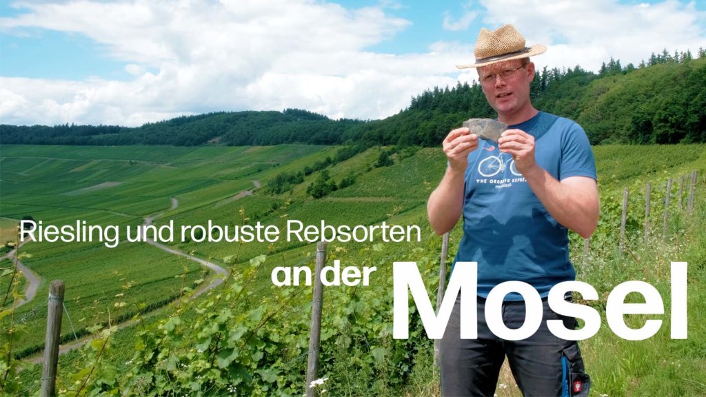 Riesling und neue resistente Rebsorten an der Mosel: Zu Besuch bei Delinat-Winzer Timo Dienhart