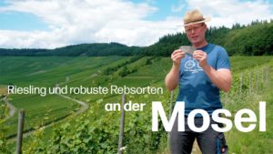 Robuste Rebsorten und Riesling: Die perfekte Ergänzung?