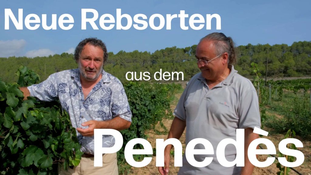 Delinat-Winzer Albet i Noya geht neue Wege: Robuste Traubensorten im Penedès