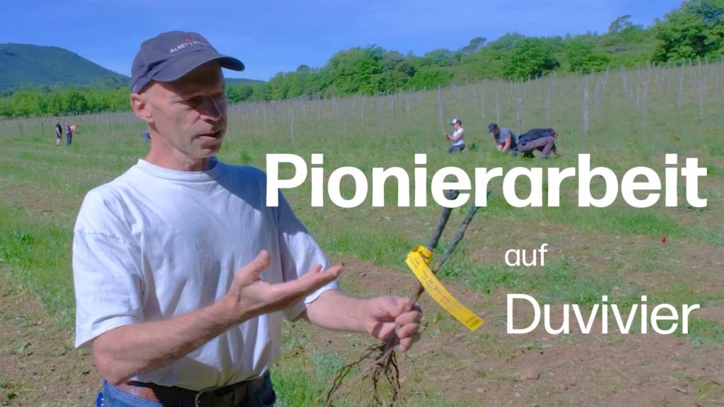 Pionierarbeit für eine nachhaltigere Zukunft: Neue PIWI-Sorten für Château Duvivier