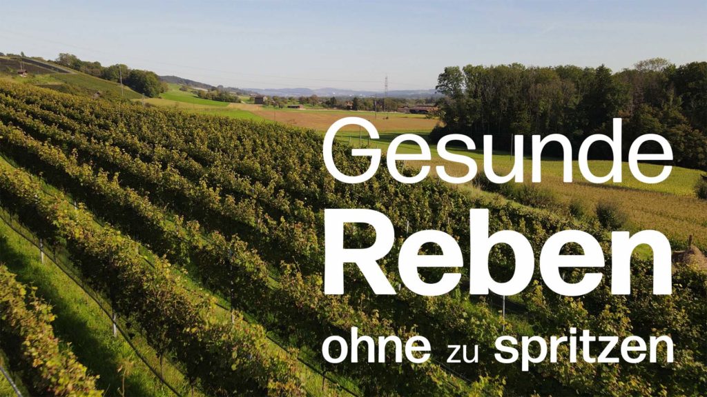 Die vielfältigen Vorteile von robusten Rebsorten (PIWIs)