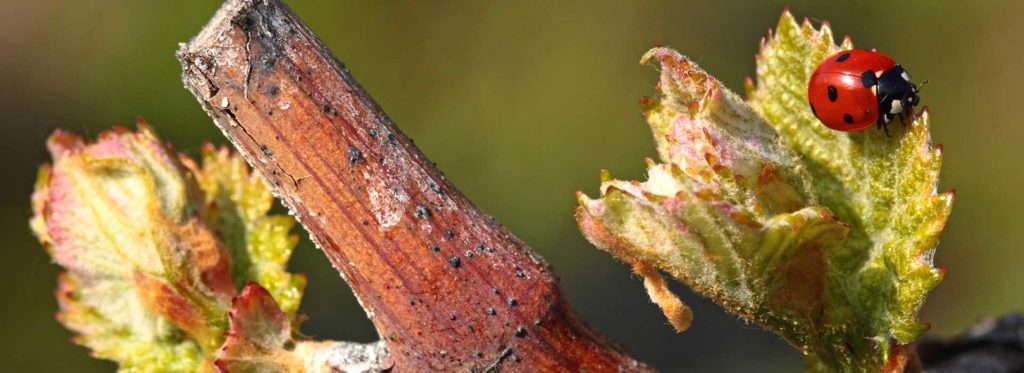 Was ist eigentlich Biodiversität?