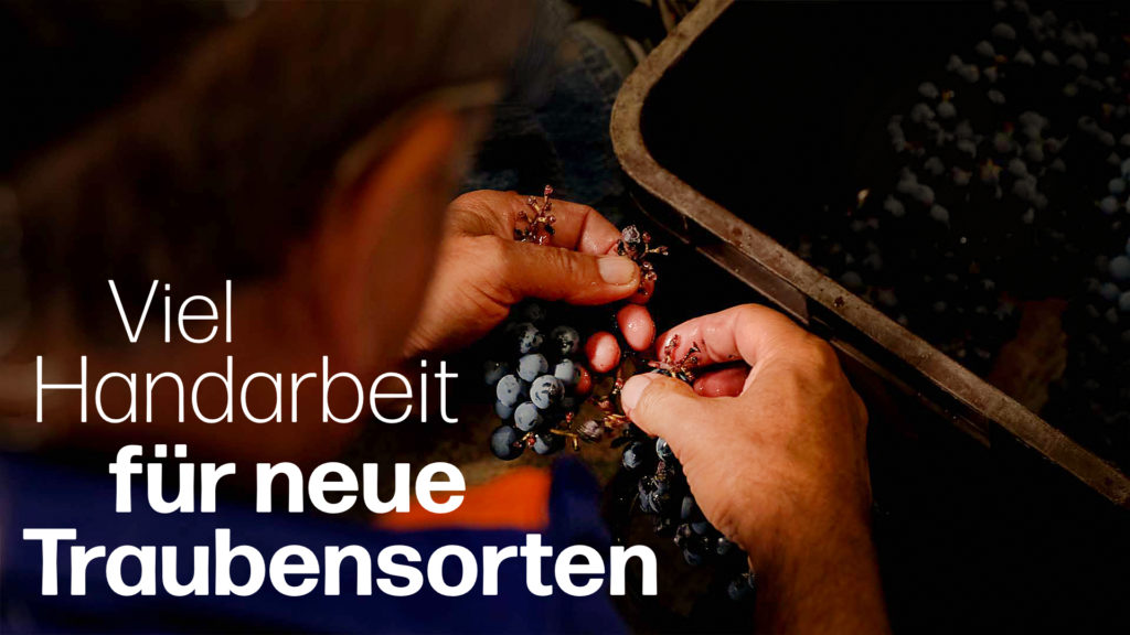 Die Geschmacks-Selektion: Mikrovinifikation von neuen Traubensorten bei Albet i Noya