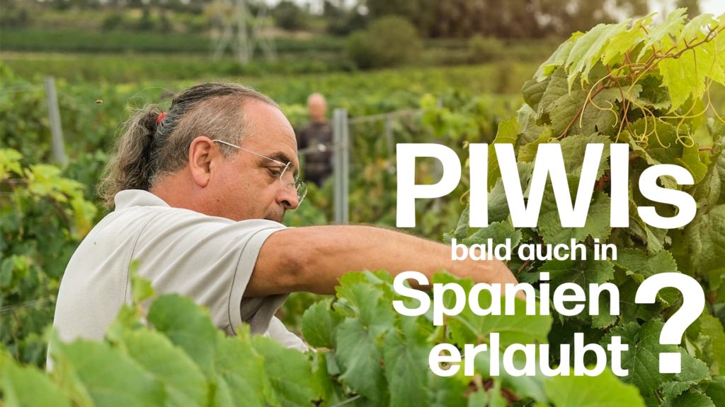 Wird der Anbau von robusten Traubensorten (PIWIs) in Spanien bald erlaubt sein?