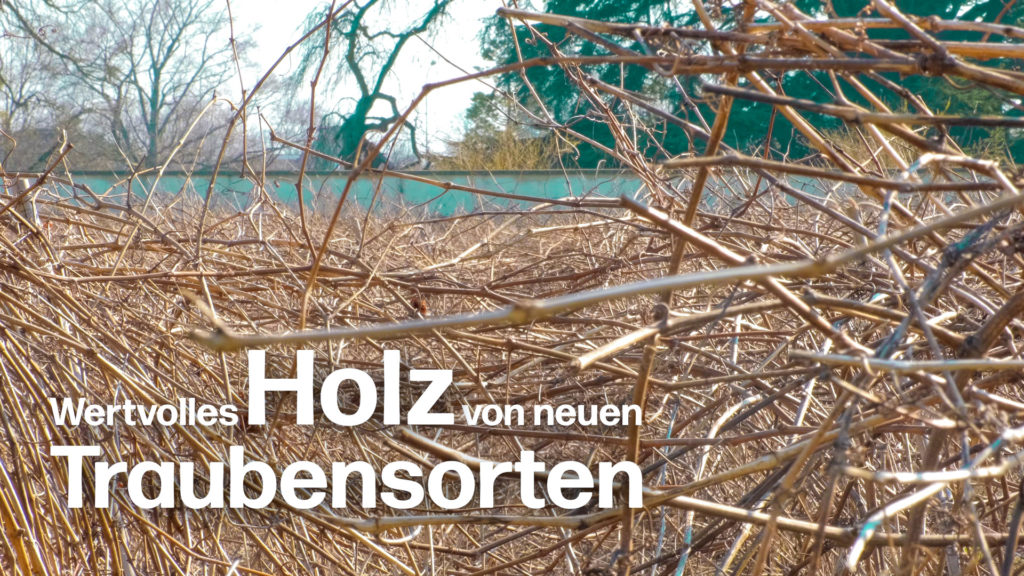 Das wertvolle Holz von neuen PIWI-Reben: Vielversprechende Züchtungen von Valentin Blattner