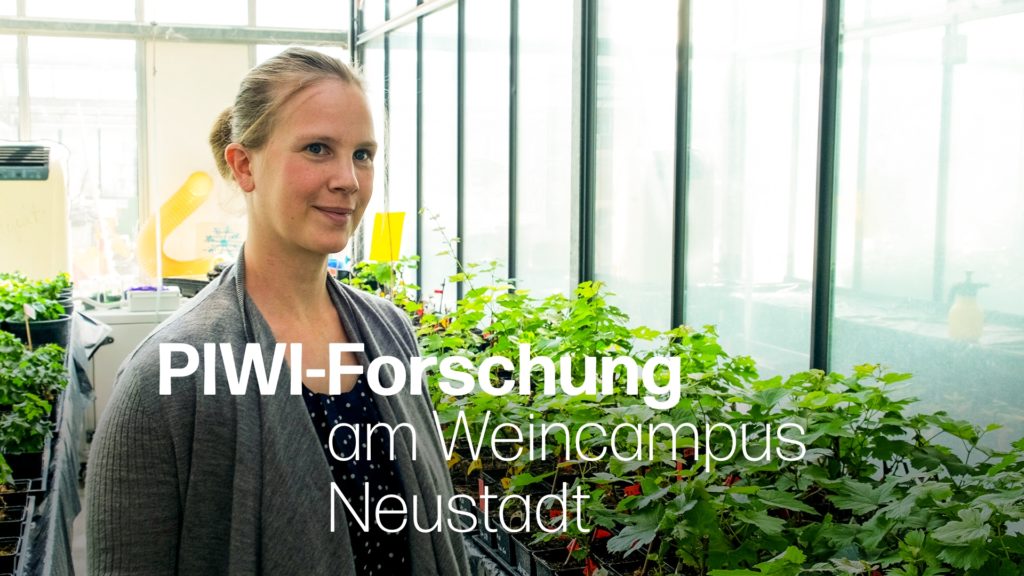 Forschung am Weincampus Neustadt: Wie resistent sind PIWI-Neuzüchtungen gegen den Mehltau?