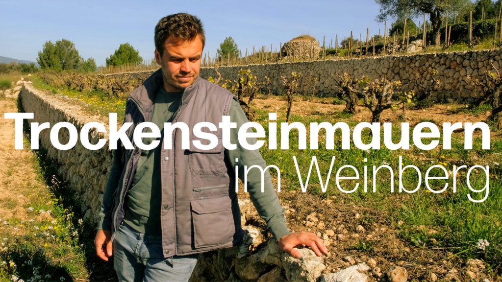 &quot;Pedra Seca&quot;: Trockensteinmauern voller Biodiversität bei Albet in Noya im Penedès