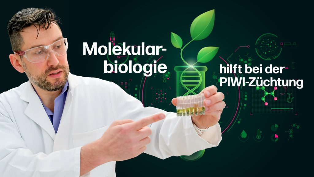 Resistenzgenanalyse bei neugezüchteten robusten Rebsorten (PIWIs) im molekularbiologischen Labor