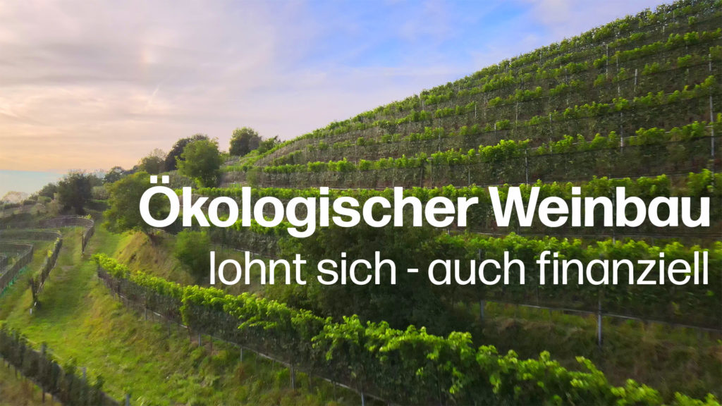 Ökologischer Weinbau lohnt sich: Tiefere Produktionskosten mit zukunftsweisender Landwirtschaft