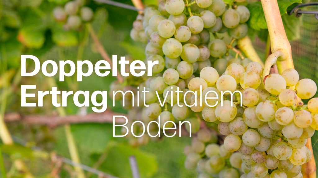 Ökologische Intensivierung im Weinbau: Doppelter Ertrag dank nachhaltiger Bodenbewirtschaftung