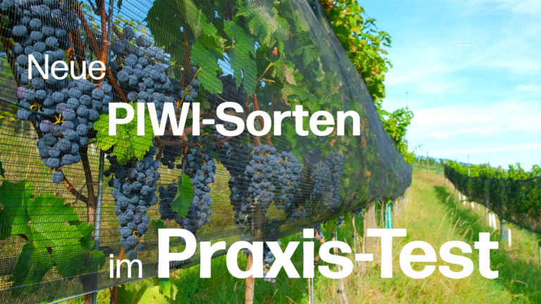 PIWI-Sorten im Praxis-Test