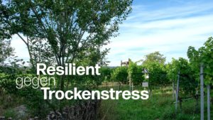 trockenstress roland lenz piwi reben