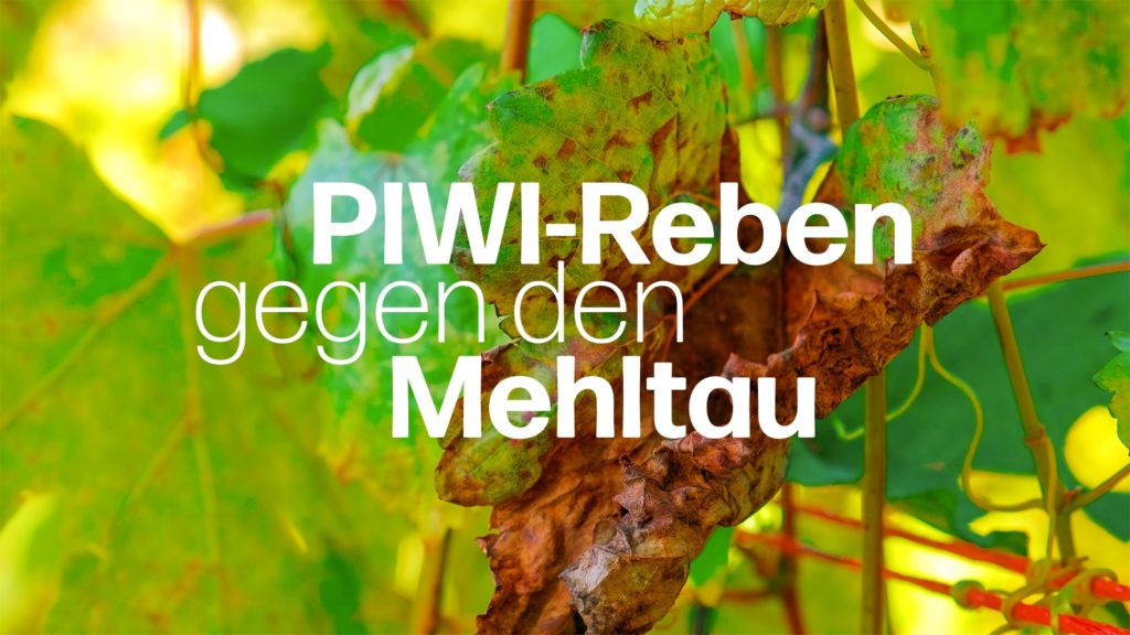 Der Kampf gegen die Mehltau-Pilze: Neugezüchtete PIWI-Reben im ersten Jahr