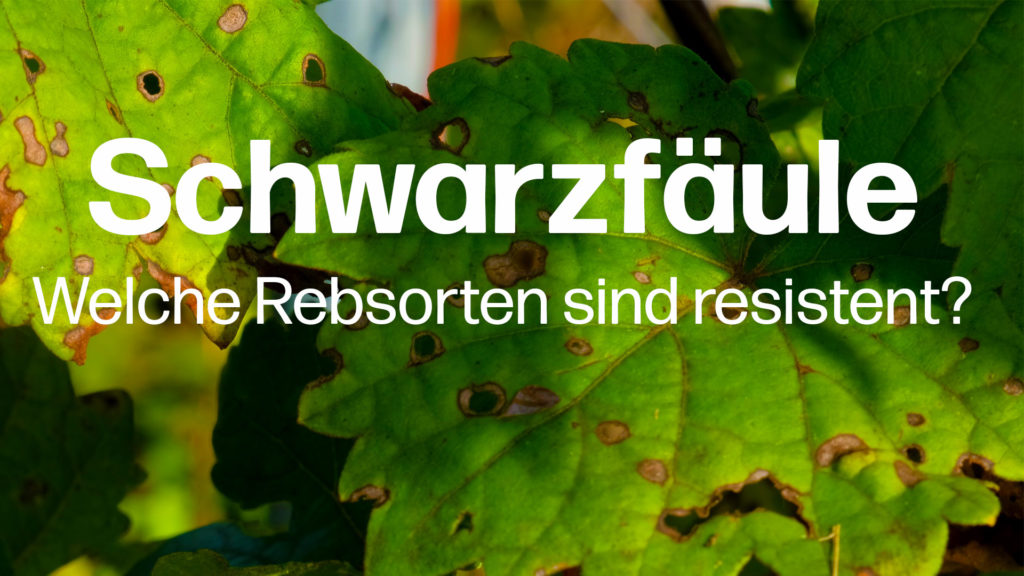 Schwarzfäule-Selektion: Welche PIWI-Neuzüchtungen sind resistent gegen &quot;Black Rot&quot;?