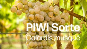 Was taugt die "neue" PIWI-Sorte Calardis musqué?