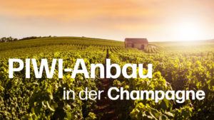 PIWI-Sorte Voltis im Champagner:  Tradition vs. Innovation