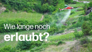 Helikopter sprüht im Wallis Pestizide aus.