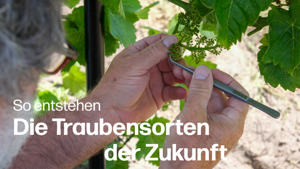 Die Traubensorten der Zukunft: PIWI-Rebenzüchtung mit Valentin Blattner