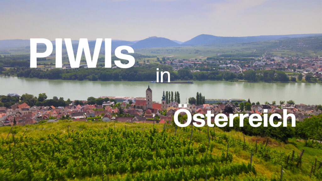 PIWI-Sorten in Österreich: Welches Potenzial haben Donauriesling und Donauveltliner?