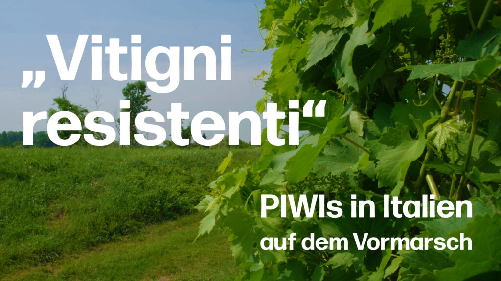 &quot;Vitigni resistenti&quot; – PIWI-Sorten werden auch in Italien immer wichtiger