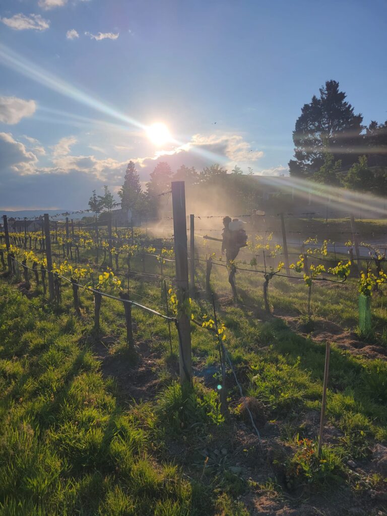 Vernebelter Baldrian beim Weingut Moser