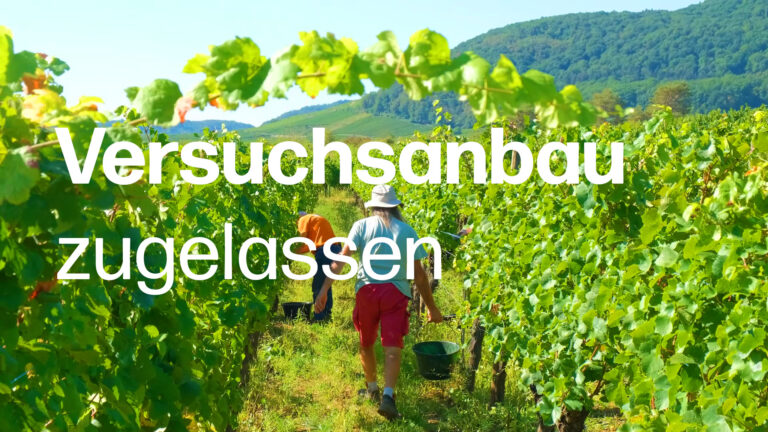 Thumbnail PIWIs im Elsass