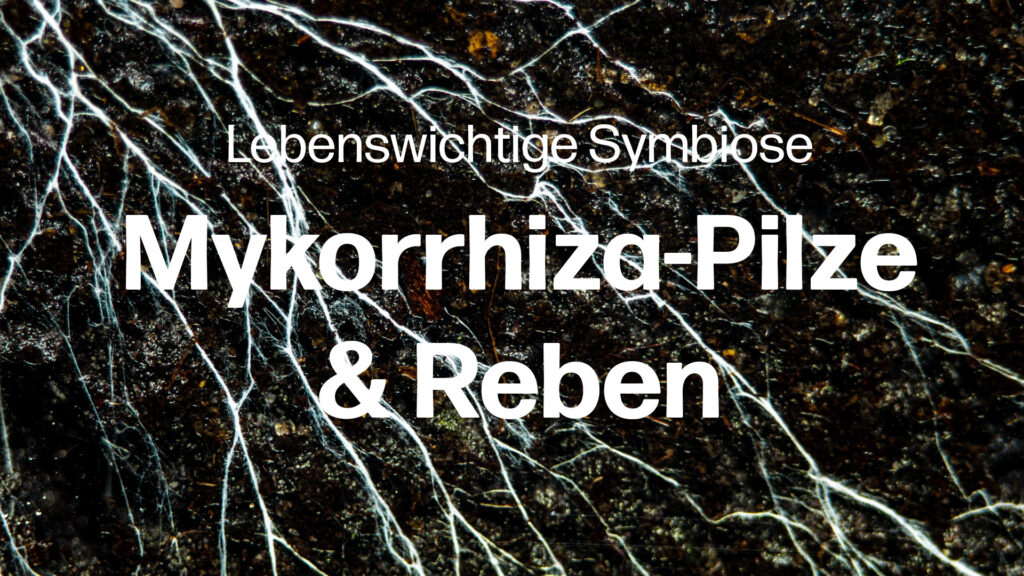 Lebenswichtige Symbiose: Wie Mykorrhiza-Pilze den Weinreben helfen können