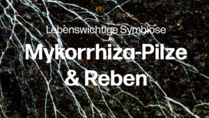 Thumbnail Mykorrhiza