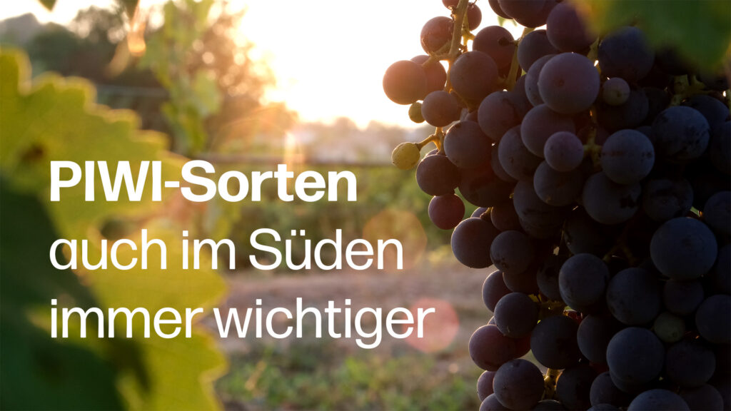 Falscher Mehltau in Spanien: PIWI-Sorten werden auch im Süden immer wichtiger