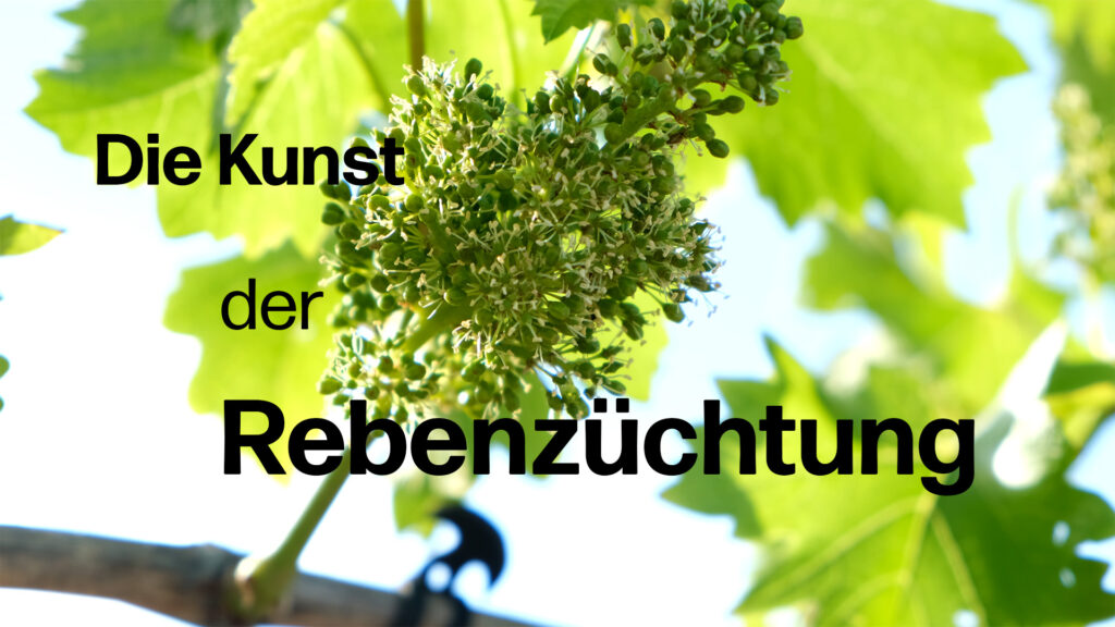 Das gibt es bei der Rebenzüchtung zu beachten - Valentin Blattner erklärt die einzelnen Schritte