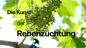 Rebenzüchtung