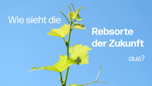 PIWI Rebe Sortengarten Lenz