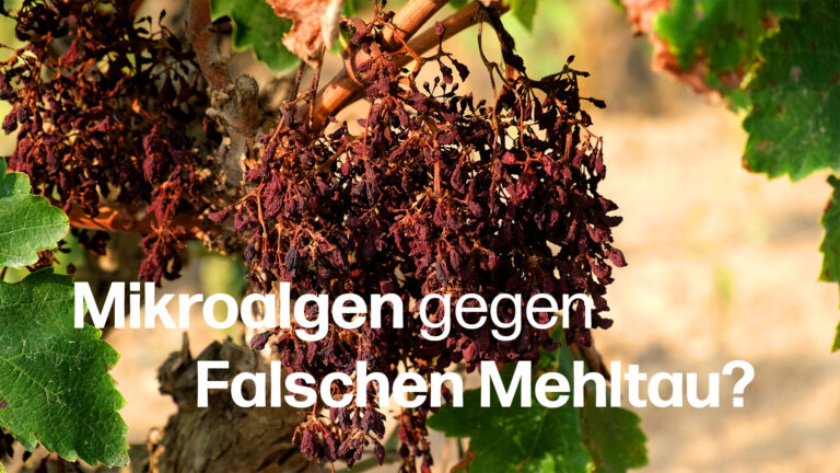 Thumbnail Mikroalgen gegen Falschen Mehltau