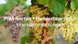 gemischter satz piwis