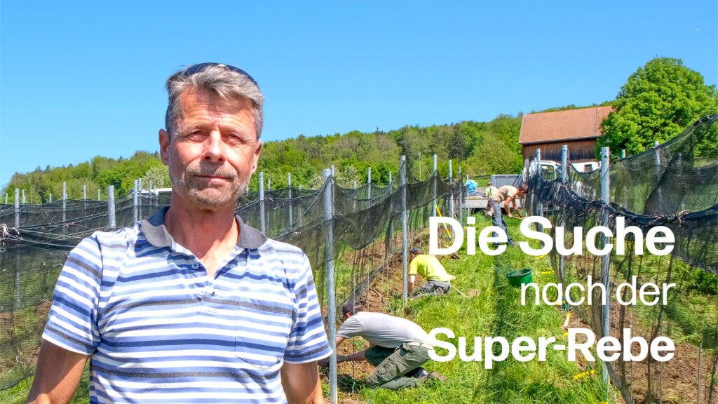Auf der Suche nach der Super-Rebe: Wie das Delinat-Weingut Lenz an neuen Rebsorten (PIWIs) forscht