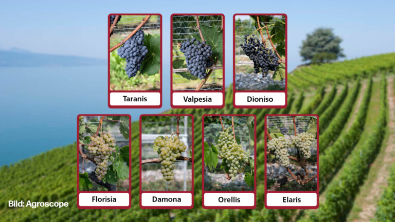 PIWIs Schweiz Agroscope