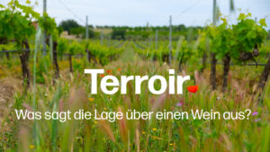 Terroir