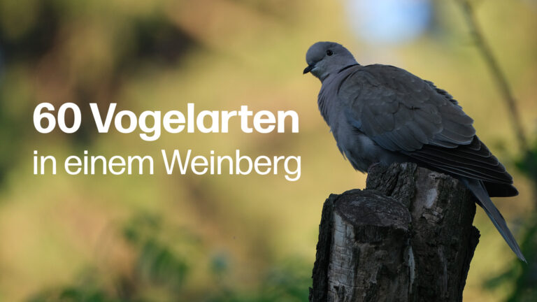 Vögel Albet i Noya