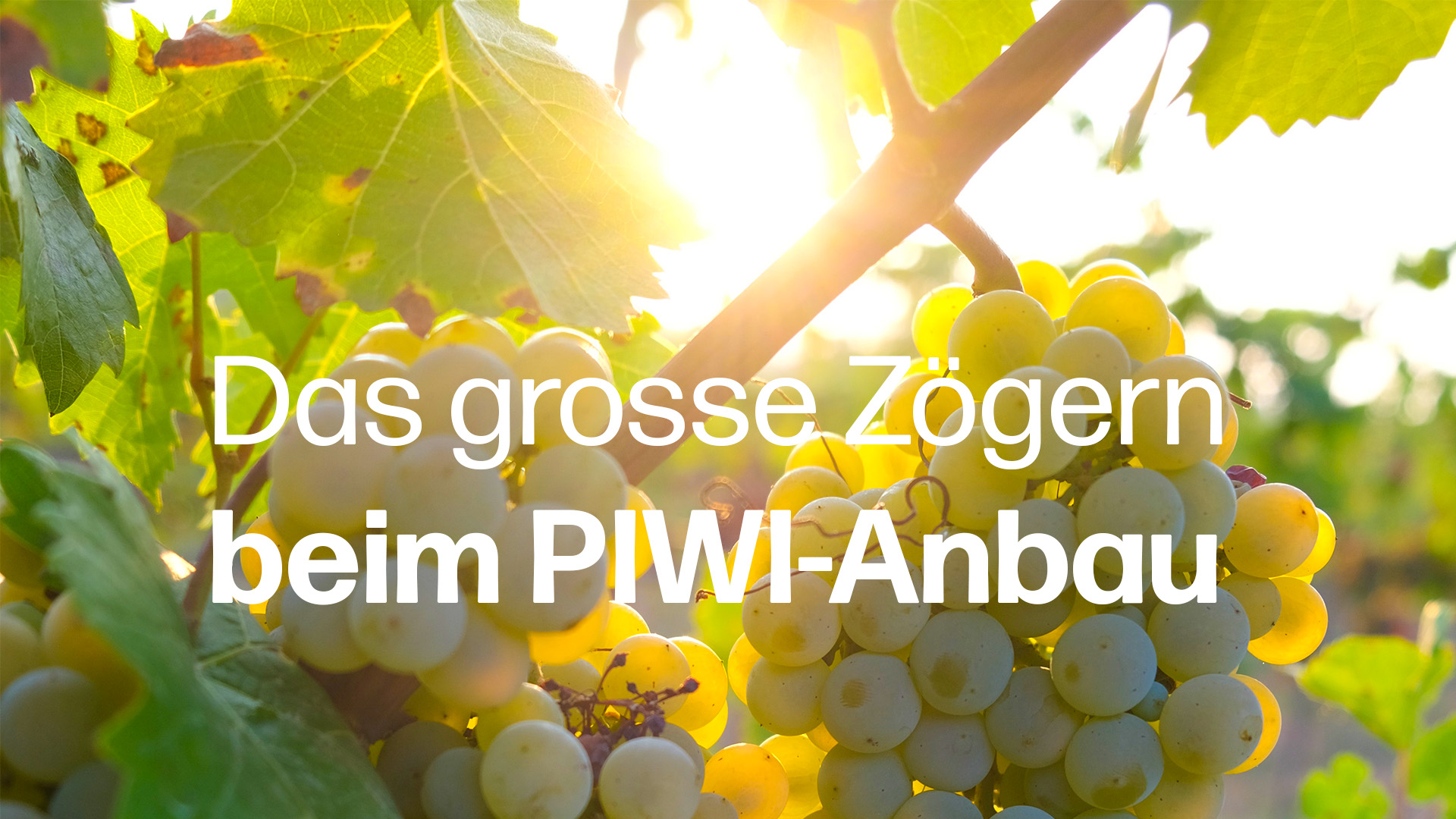 piwi anbau